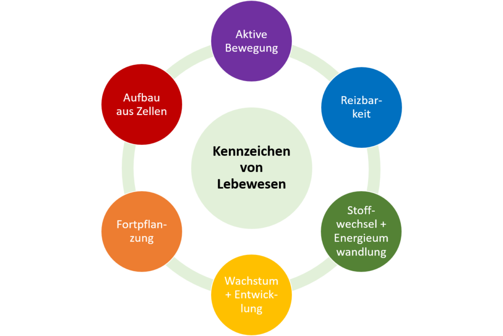 Kennzeichen Lebewesen Arbeitsblatt Klasse 5 Biologie
